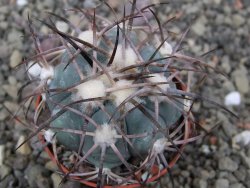 Echinocactus horizonthalonius pot 5,5 cm