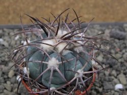 Echinocactus horizonthalonius pot 5,5 cm - 12412177