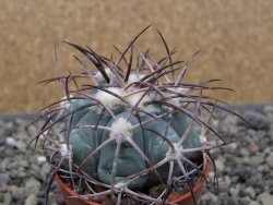 Echinocactus horizonthalonius pot 5,5 cm - 12412178