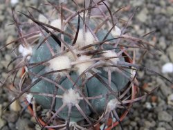 Echinocactus horizonthalonius pot 5,5 cm - 12412180