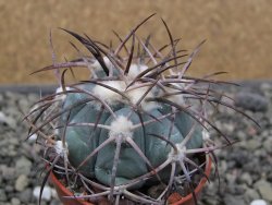 Echinocactus horizonthalonius pot 5,5 cm - 12412181