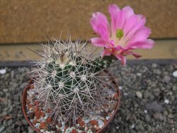 Echinocereus coccineus, květináč 9 cm