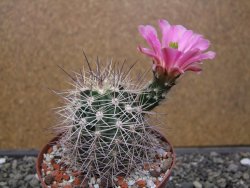 Echinocereus coccineus, květináč 9 cm - 12412196