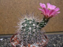 Echinocereus coccineus, květináč 9 cm - 12412197