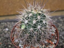 Echinocereus coccineus, květináč 9 cm - 12412199