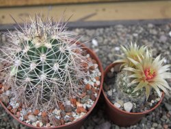 Echinocereus coccineus, květináč 9 cm - 12412201