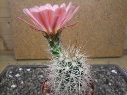 Echinocereus coccineus, květináč 9 cm - 12412206