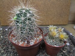Echinocereus coccineus, květináč 9 cm - 12412207