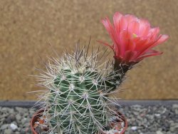 Echinocereus coccineus, květináč 6,5 cm - 12412211