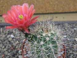 Echinocereus coccineus, květináč 6,5 cm - 12412212
