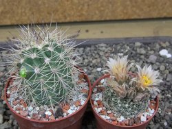 Echinocereus coccineus, květináč 6,5 cm - 12412213