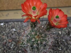 Echinocereus triglochidiatus Santa Fe, pot 6,5 cm - 12412216
