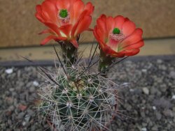 Echinocereus triglochidiatus Santa Fe, pot 6,5 cm - 12412217