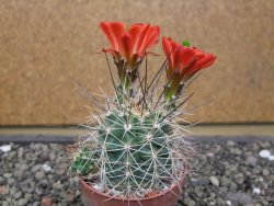Echinocereus triglochidiatus Santa Fe, pot 6,5 cm - 12412218