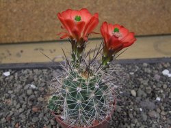 Echinocereus triglochidiatus Santa Fe, pot 6,5 cm - 12412219