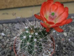 Echinocereus triglochidiatus Santa Fe, pot 6,5 cm