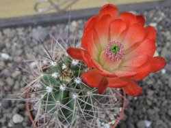 Echinocereus triglochidiatus Santa Fe, pot 6,5 cm - 12412223