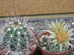 Echinocereus triglochidiatus Santa Fe, pot 6,5 cm - 12412226