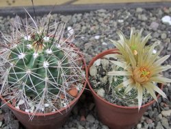 Echinocereus triglochidiatus Santa Fe, pot 6,5 cm - 12412227