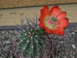 Echinocereus triglochidiatus Santa Fe, pot 6,5 cm - 12412229