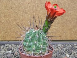Echinocereus triglochidiatus Santa Fe, pot 6,5 cm - 12412230