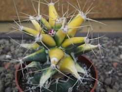 Ferobergia variegata pot 6,5 cm