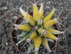 Ferobergia variegata pot 6,5 cm - 12412235