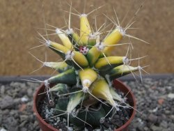 Ferobergia variegata pot 6,5 cm - 12412236