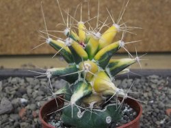 Ferobergia variegata pot 6,5 cm - 12412237