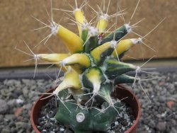 Ferobergia variegata pot 6,5 cm - 12412238