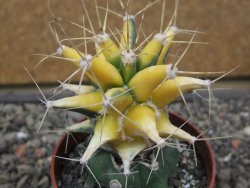 Ferobergia variegata pot 6,5 cm - 12412239