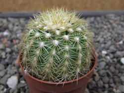 Echinocereus viridiflorus corellii, květináč 5,5 cm