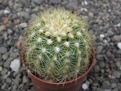 Echinocereus viridiflorus corellii, květináč 5,5 cm - 12412243