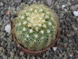 Echinocereus viridiflorus corellii, květináč 5,5 cm - 12412244