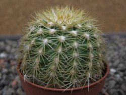 Echinocereus viridiflorus corellii, květináč 5,5 cm - 12412245