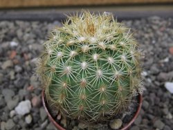 Echinocereus viridiflorus corellii, květináč 5,5 cm - 12412246