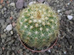 Echinocereus viridiflorus corellii, květináč 5,5 cm - 12412247
