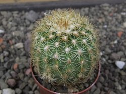 Echinocereus viridiflorus corellii, květináč 5,5 cm - 12412248