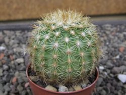 Echinocereus viridiflorus corellii, květináč 5,5 cm