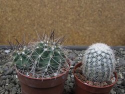 Echinocereus triglochidiatus Santa Fe, pot 6,5 cm - 12412253