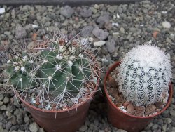 Echinocereus triglochidiatus Santa Fe, pot 6,5 cm - 12412254