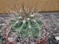 Echinocereus triglochidiatus Santa Fe, pot 6,5 cm