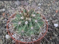 Echinocereus triglochidiatus Santa Fe, pot 6,5 cm - 12412256