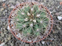 Echinocereus triglochidiatus Santa Fe, pot 6,5 cm - 12412257