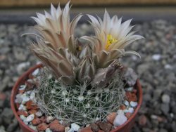 Neobesseya missouriensis navajoensis RP 33 Navajo Co, AZ - 12412273
