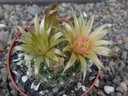 Neobesseya missouriensis květináč 6,5 cm