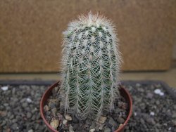Echinocereus reichenbachii albispinus x baileyi pot 8,5 cm - 12412292