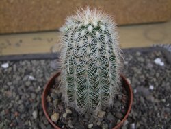 Echinocereus reichenbachii albispinus x baileyi pot 8,5 cm - 12412293