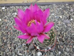 Echinocereus fendleri x baileyi pot 5,5 cm - 12412295