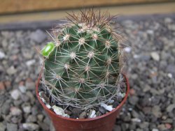 Echinocereus fendleri x baileyi pot 5,5 cm - 12412297